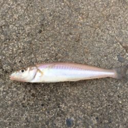 まだまだ渋い…