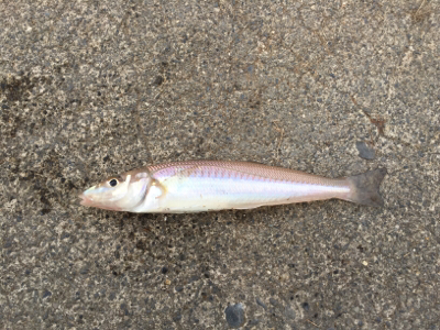 まだまだ渋い…