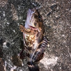 メバダート1インチ赤らめ。