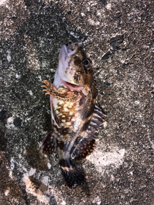 メバダート1インチ赤らめ。