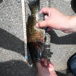 初めてのスモールマウス