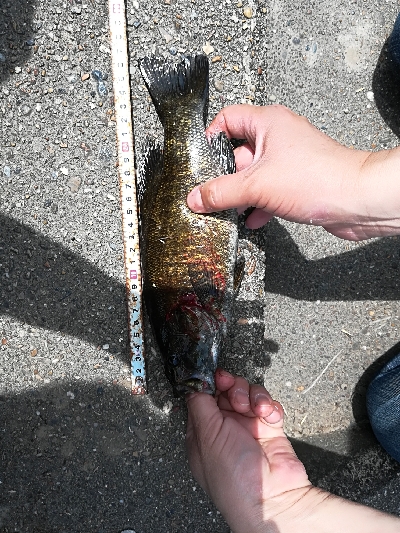 初めてのスモールマウス