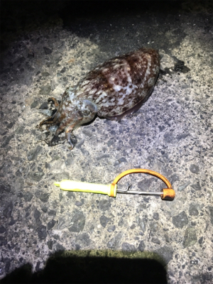 アオリイカ 釣行