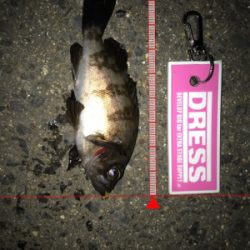 メバリング中にサバが