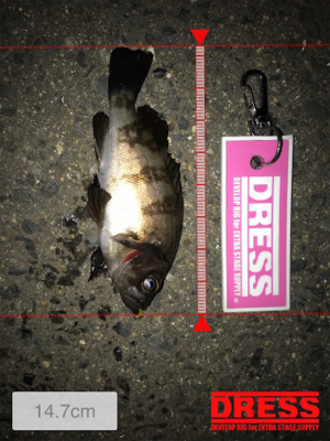 メバリング中にサバが