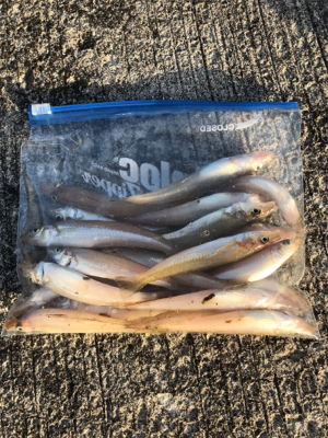 キス大漁でした