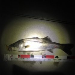 シーバスvs.エイ