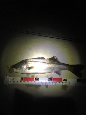 シーバスvs.エイ