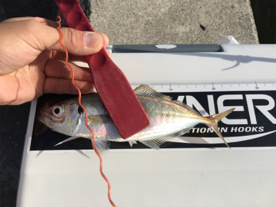 湾奥デイアジング