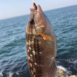 青物狙い→ブラクリへ