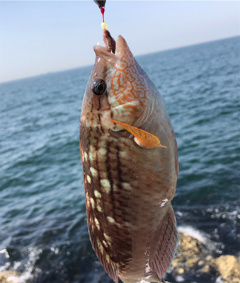 青物狙い→ブラクリへ