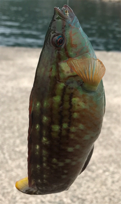 雑魚と外道だけで五目達成