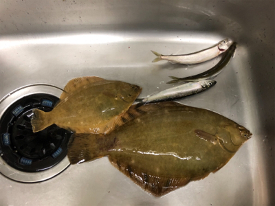 のんびりチョイ投げ&コマセなしサビキ