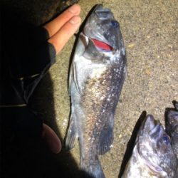 ロックシーズン到来！