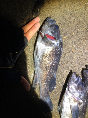 ロックシーズン到来！