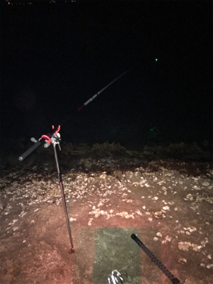 春アオリやけど…