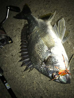 チ...キビレング...(釣行 其の弐拾伍…