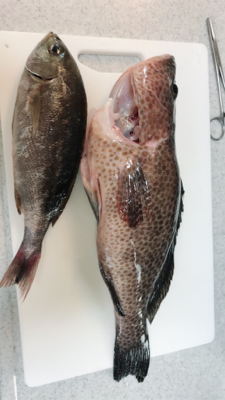 ロックフィッシュ