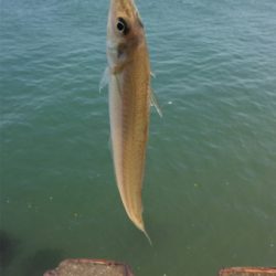 シロギス60分タイムアタック