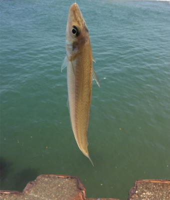 シロギス60分タイムアタック