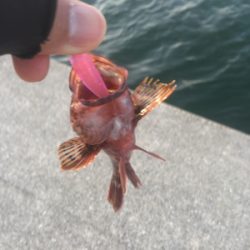 青物不発からのガシラ連発