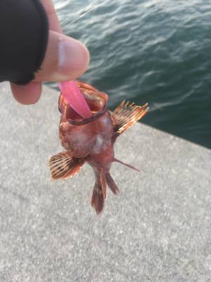 青物不発からのガシラ連発