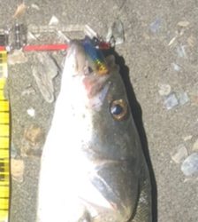 シーバスゲーム