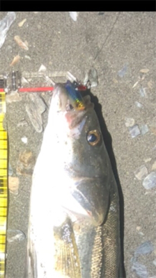 シーバスゲーム