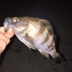 明石でメバリング