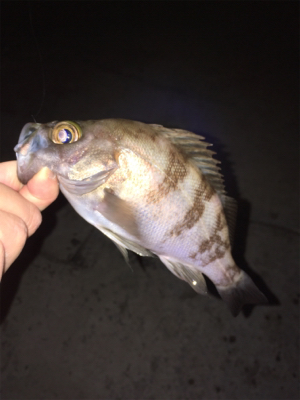 明石でメバリング