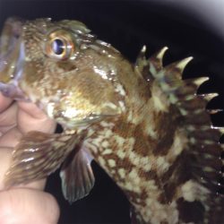 垂水漁港でガシリング