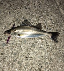 バチ抜けシーバス