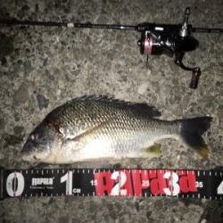 アジに振られはするものの