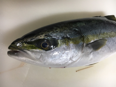 船のキャスティングで、初ゲット