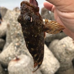 今回もイカを求めて