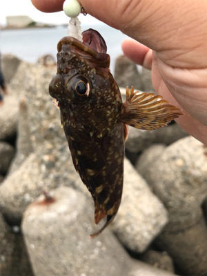 今回もイカを求めて