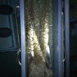 太刀魚 ジギング