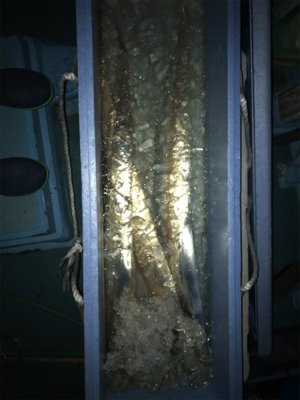 太刀魚 ジギング