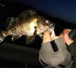 城崎旅行のついでに…