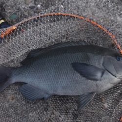 夕まずめ一発！！