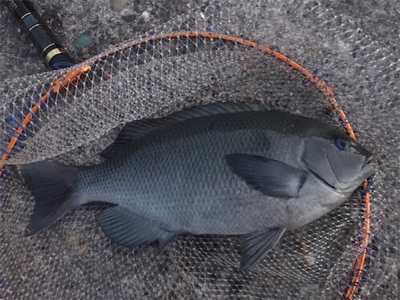 夕まずめ一発！！