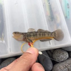 淀川ブリームゲーム ショアジギング遠征