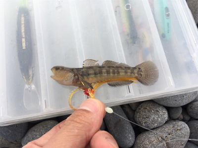 淀川ブリームゲーム ショアジギング遠征