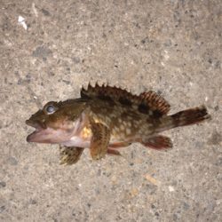 メバルを求めて