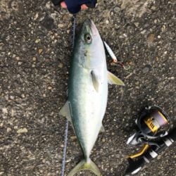 今年初青物キタ〜