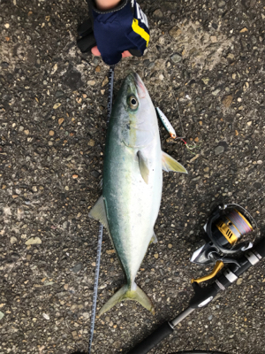 今年初青物キタ〜