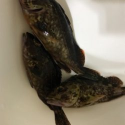 日課のナイトゲーム