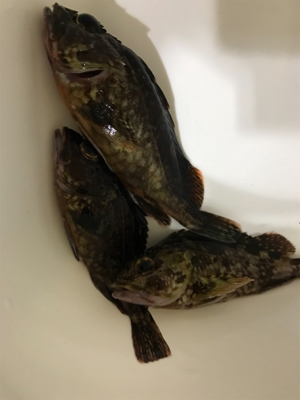 日課のナイトゲーム