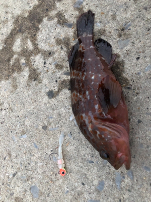 秋田火力ロックフィッシュ