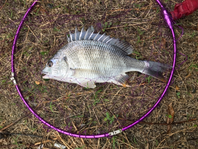 ショートバイトに苦しんだチニング